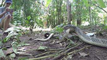 蛇之花在线观看完整,探寻神秘古墓的奇幻之旅